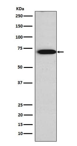 TRIM29 Antibody (SR2131), Novus Biologicals 100 &mu;g; Unconjugated:Antibodies,