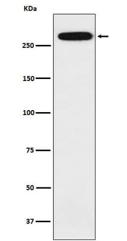 Spectrin alpha 1 Antibody (SR1447), Novus Biologicals:Antibodies:Primary