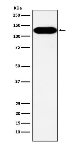 p130Cas/BCAR1 Antibody (SR1123), Novus Biologicals:Antibodies:Primary Antibodies