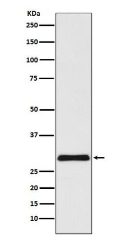 VPS24 Antibody (SR1492), Novus Biologicals:Antibodies:Primary Antibodies