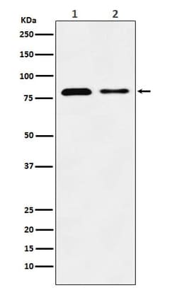 LIMPII/SR-B2 Antibody (SR2211), Novus Biologicals 50 &mu;g; Unconjugated:Antibodies,