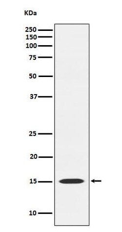 MAGOH Antibody (SR1263), Novus Biologicals:Antibodies:Primary Antibodies