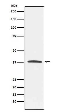 KLRG1 Antibody (SR1639), Novus Biologicals 50 &mu;g; Unconjugated:Antibodies,