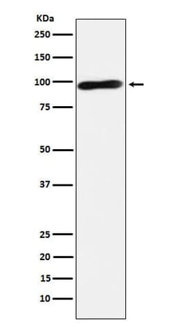 CLGN Antibody (SR1007), Novus Biologicals:Antibodies:Primary Antibodies