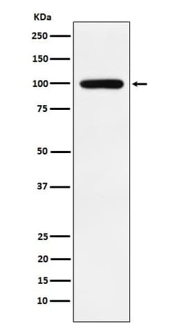 CLGN Antibody (SR1008), Novus Biologicals 100 &mu;g; Unconjugated:Antibodies,