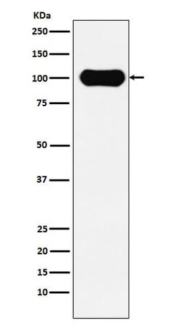 FE65 Antibody (SR1014), Novus Biologicals:Antibodies:Primary Antibodies