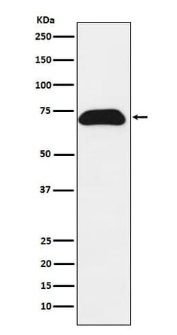 PDZK1 Antibody (SR2158), Novus Biologicals:Antibodies:Primary Antibodies