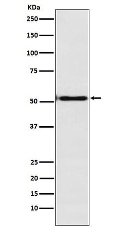 EN1/Engrailed 1 Antibody (SR1987), Novus Biologicals 100 &mu;g, Unconjugated:Antibodies,