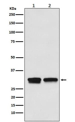 TFIIB Antibody (SR1524), Novus Biologicals:Antibodies:Primary Antibodies