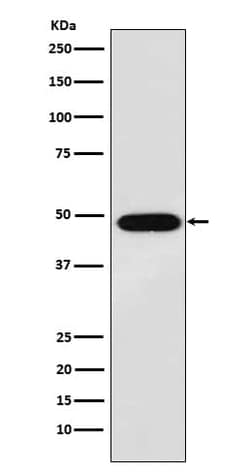 MAGE 1 Antibody (SR1797), Novus Biologicals 50 &mu;g; Unconjugated:Antibodies,
