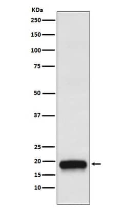 VEGF-B Antibody (SR1236), Novus Biologicals 100 &mu;g; Unconjugated:Antibodies,
