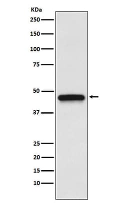 S1P3/EDG-3 Antibody (SR1721), Novus Biologicals 50 &mu;g; Unconjugated:Anticorps,