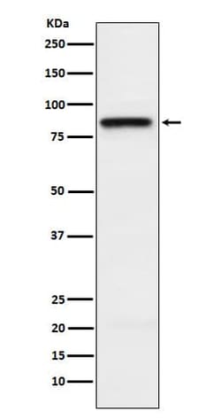 SLAM/CD150 Antibody (SR2260), Novus Biologicals 100 &mu;g; Unconjugated:Antibodies,