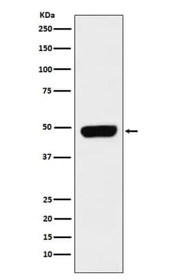 Pannexin-1 Antibody (SR1841), Novus Biologicals 100 &mu;g; Unconjugated:Antibodies