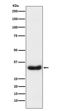 Lefty1/2 Antibody (SR1556), Novus Biologicals:Antibodies:Primary Antibodies