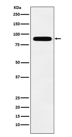 TBX3 Antibody (SR2261), Novus Biologicals:Antibodies:Primary Antibodies