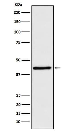 WIF-1 Antibody (SR1697), Novus Biologicals 100 &mu;g; Unconjugated:Antibodies,