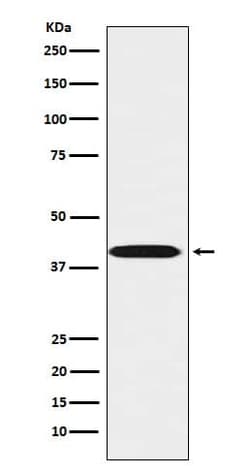 LHX3 Antibody (SR1736), Novus Biologicals:Antibodies:Primary Antibodies