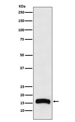 FLAP Antibody (SR1238), Novus Biologicals 100 &mu;g; Unconjugated:Antibodies,