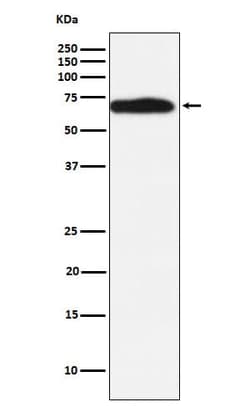 Ryk Antibody (SR2178), Novus Biologicals:Antibodies:Primary Antibodies