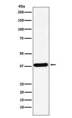 Crk Antibody (SR1635), Novus Biologicals 100 &mu;g; Unconjugated:Antibodies,