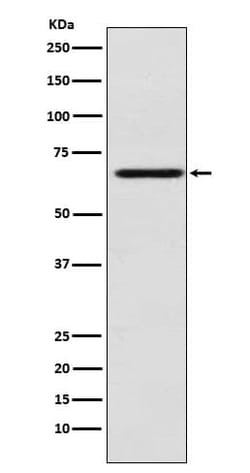 MAdCAM-1 Antibody (SR2060), Novus Biologicals 100 &mu;g; Unconjugated:Antibodies,