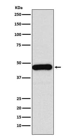 HDJ2 Antibody (SR1766), Novus Biologicals:Antibodies:Primary Antibodies