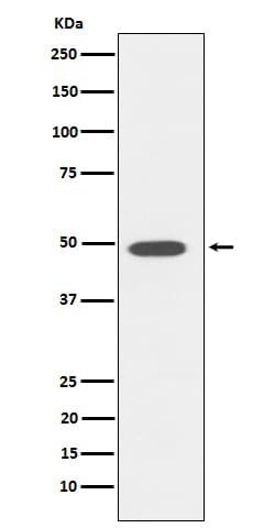 DP1 Antibody (SR1878), Novus Biologicals:Antibodies:Primary Antibodies