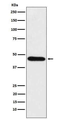 CDC123 Antibody (SR1649), Novus Biologicals:Antibodies:Primary Antibodies