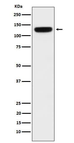 PER3 Antibody (SR1135), Novus Biologicals 100 &mu;g; Unconjugated:Antibodies,