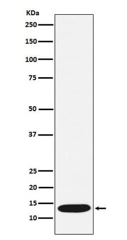 CCL21/6Ckine Antibody (SR1207), Novus Biologicals:Antibodies:Primary Antibodies