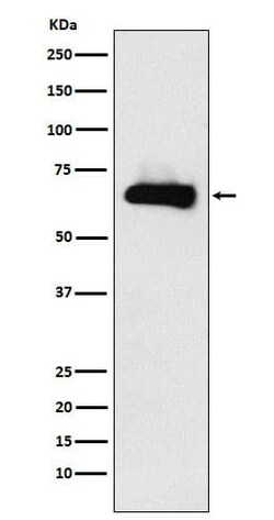 CRMP4 Antibody (SR2081), Novus Biologicals 100 &mu;g; Unconjugated:Antibodies,