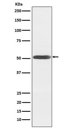 Activin B/Inhibin beta B Antibody (SR1921), Novus Biologicals 50 &mu;g | Buy Online | Novus Biologicals | Fisher Scientific