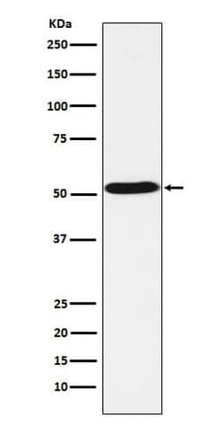 5-HT7 Antibody (SR1954), Novus Biologicals 50 &mu;g; Unconjugated:Antibodies,