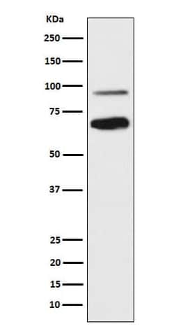 TCF4 Antibody (SR2168), Novus Biologicals:Antibodies:Primary Antibodies