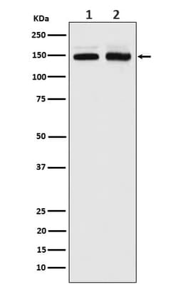 PIK3R4 Antibody (SR1197), Novus Biologicals 50 &mu;g; Unconjugated:Antibodies,