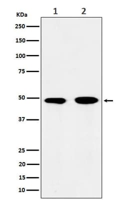 eIF3e Antibody (SR1768), Novus Biologicals 100 &mu;g; Unconjugated:Antibodies,