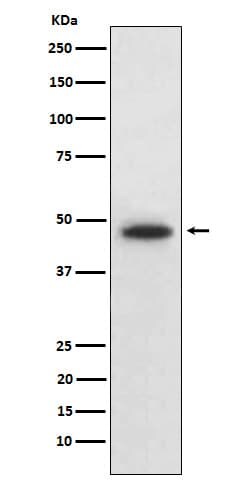 Wnt-5b Antibody (SR1784), Novus Biologicals:Antibodies:Primary Antibodies
