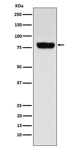 SLC22A3 Antibody (SR2204), Novus Biologicals 100 &mu;g; Unconjugated:Antibodies,