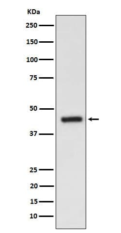 S1P3/EDG-3 Antibody (SR1706), Novus Biologicals 50 &mu;g; Unconjugated:Antibodies,