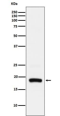 ARF5 Antibody (SR1282), Novus Biologicals 100 &mu;g; Unconjugated:Antibodies,
