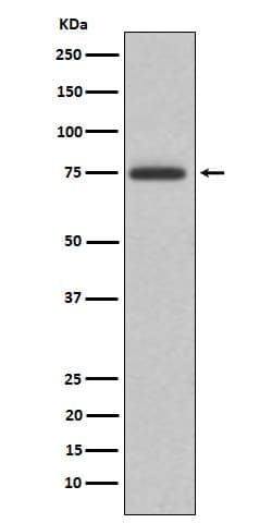 ABI2 Antibody (SR2193), Novus Biologicals:Antibodies:Primary Antibodies