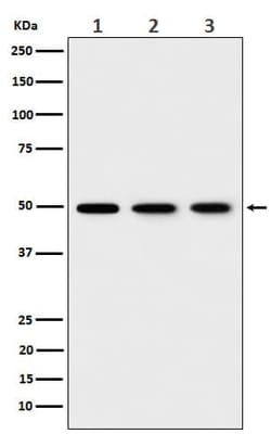 EEF1G Antibody (SR1831), Novus Biologicals:Antibodies:Primary Antibodies