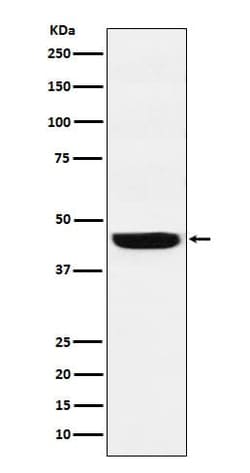 WDR4 Antibody (SR1783), Novus Biologicals:Anticorps:Anticorps primaires