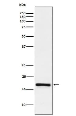 LMO4 Antibody (SR1262), Novus Biologicals 50 &mu;g; Unconjugated:Antibodies,
