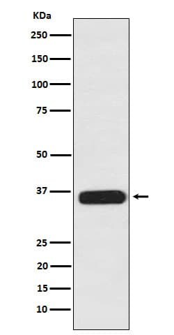PDLIM1 Antibody (SR1602), Novus Biologicals 50 &mu;g; Unconjugated:Antibodies,
