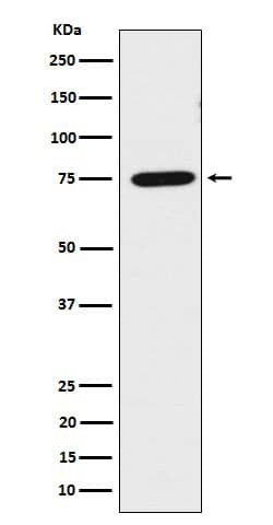 LPP Antibody (SR2152), Novus Biologicals 50 &mu;g; Unconjugated:Antibodies,