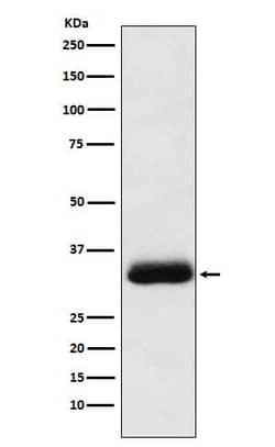 NAPA Antibody (SR1544), Novus Biologicals:Antibodies:Primary Antibodies