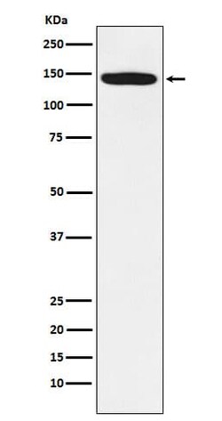 HIV-1 Tat specific factor 1 Antibody (SR1153), Novus Biologicals:Antibodies:Primary