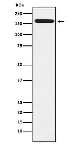 BAT3/BAG6 Antibody (SR1223), Novus Biologicals:Anticorps:Anticorps primaires